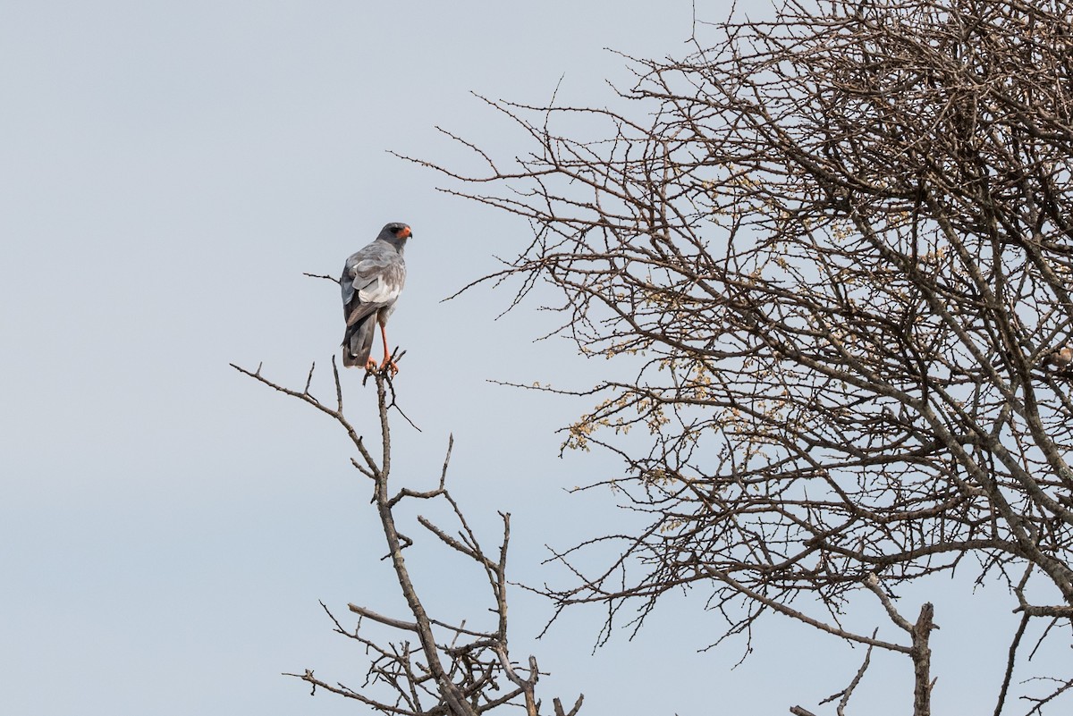 Pale Chanting-Goshawk - ML357390571