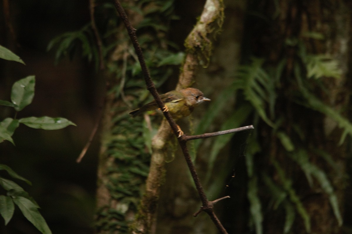 Pale-yellow Robin - ML357390861