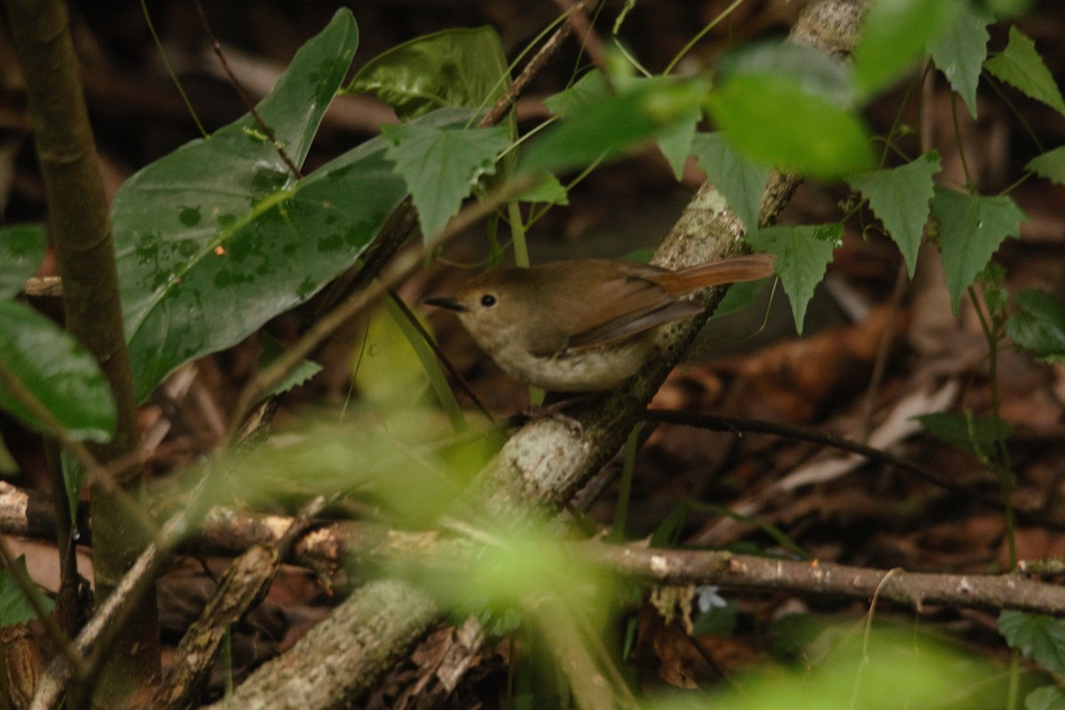 Large-billed Scrubwren - ML357390871