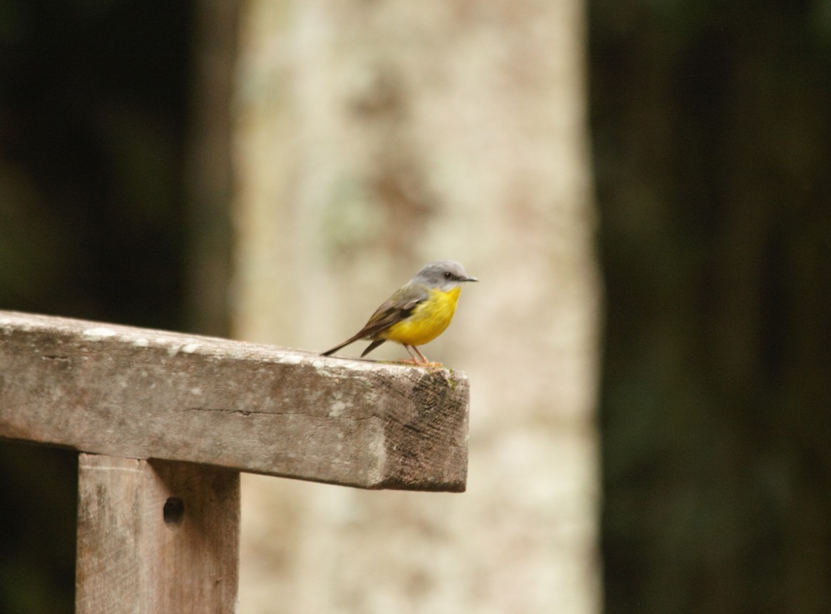 Eastern Yellow Robin - ML357390881