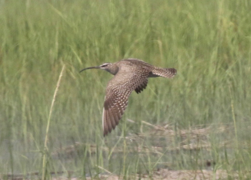 Whimbrel - ML357391021