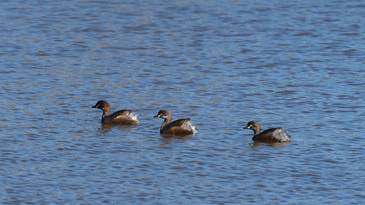 Australasian Grebe - ML357392941