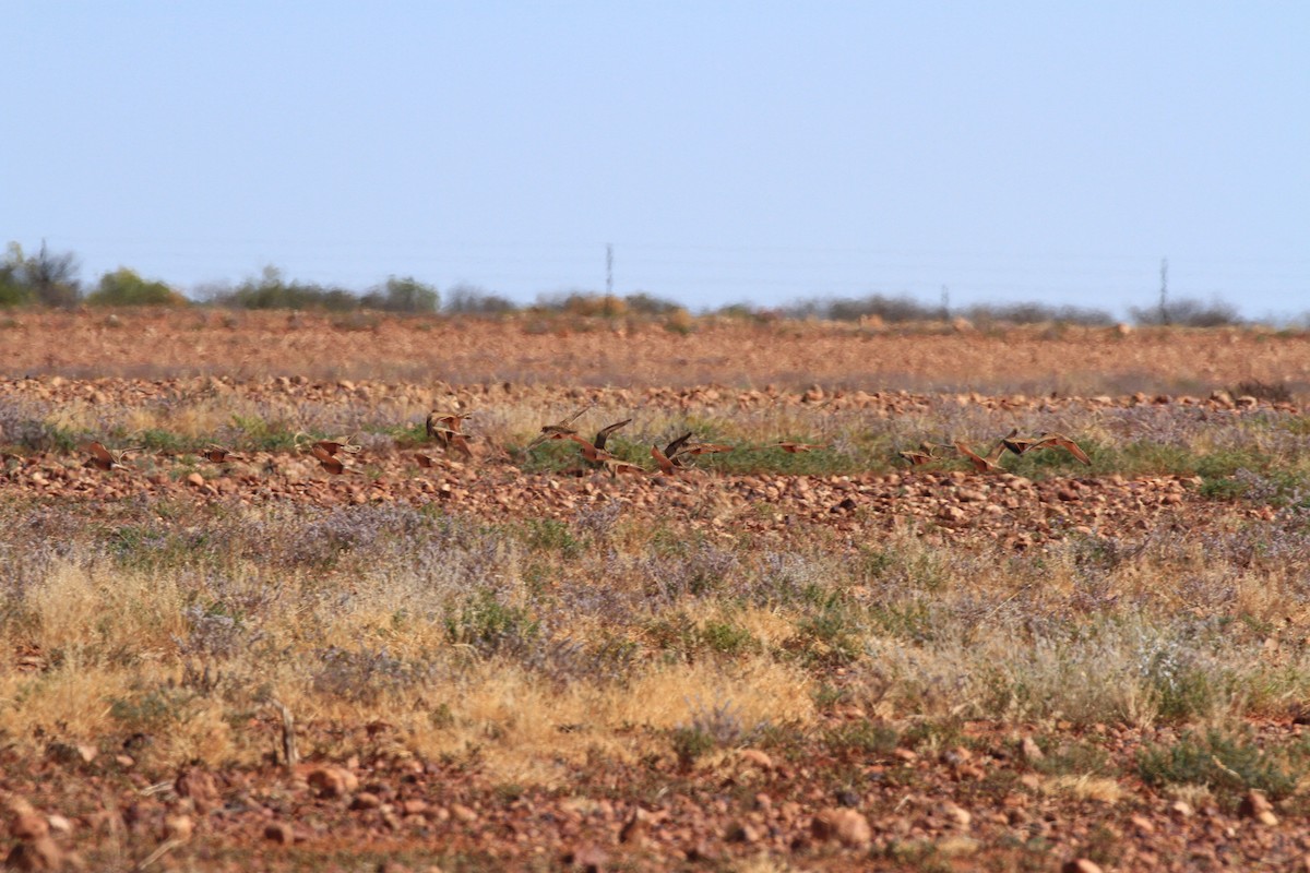 Chorlito Australiano - ML357395611