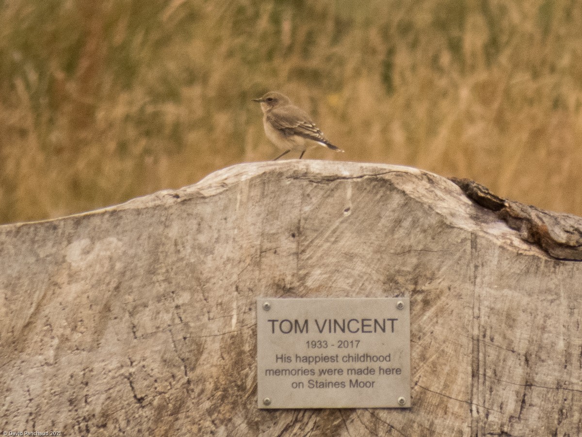 Northern Wheatear - ML357395641