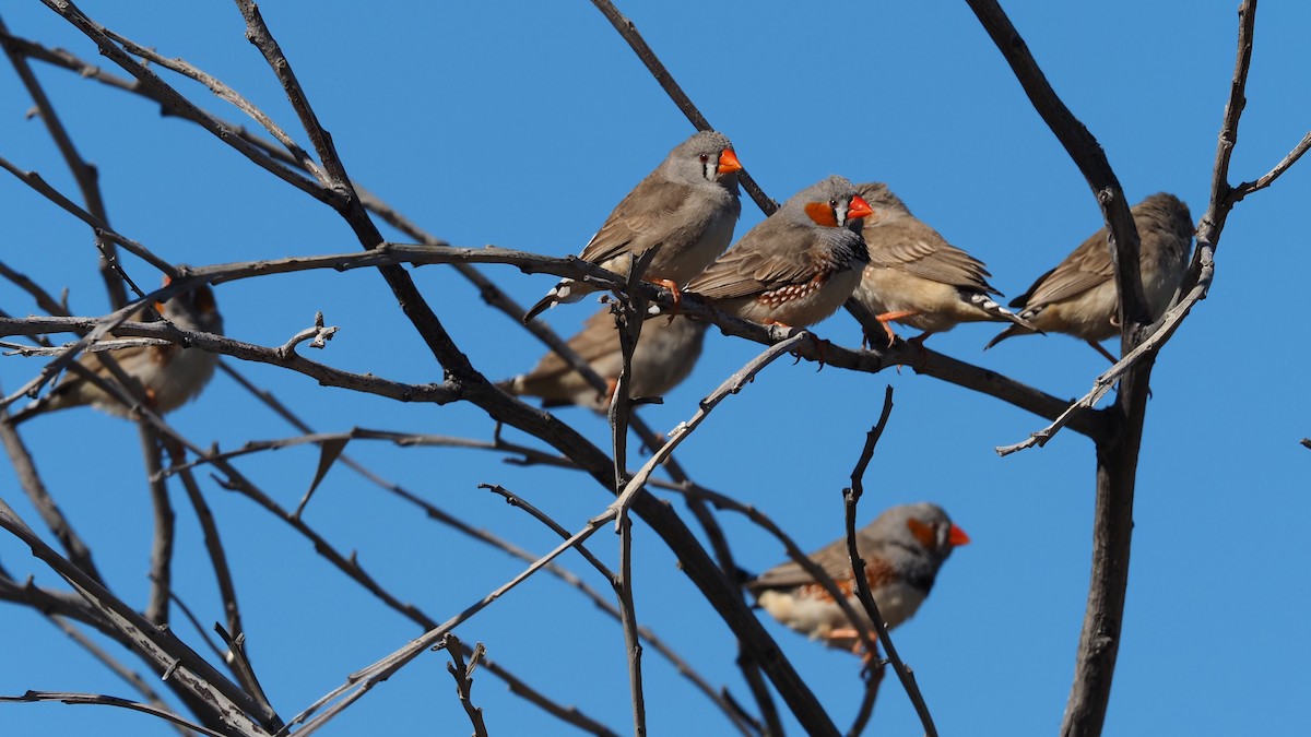 Zebra Finch - ML357396041