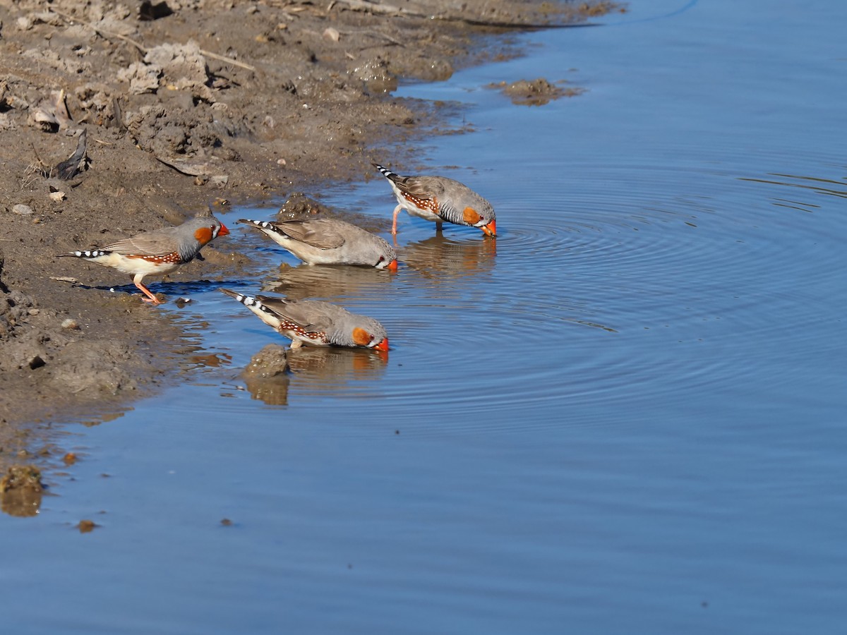 Zebra Finch - ML357396191