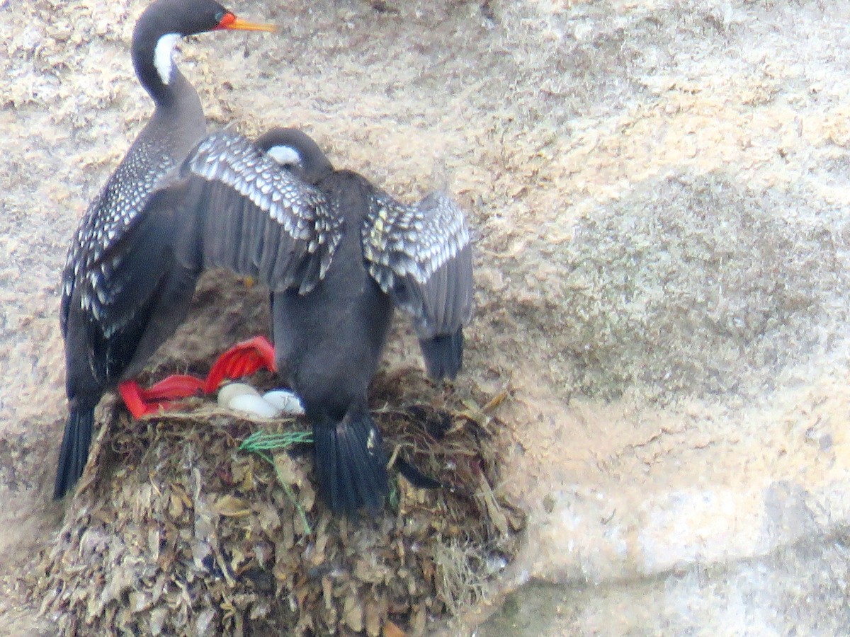 Red-legged Cormorant - ML35739691