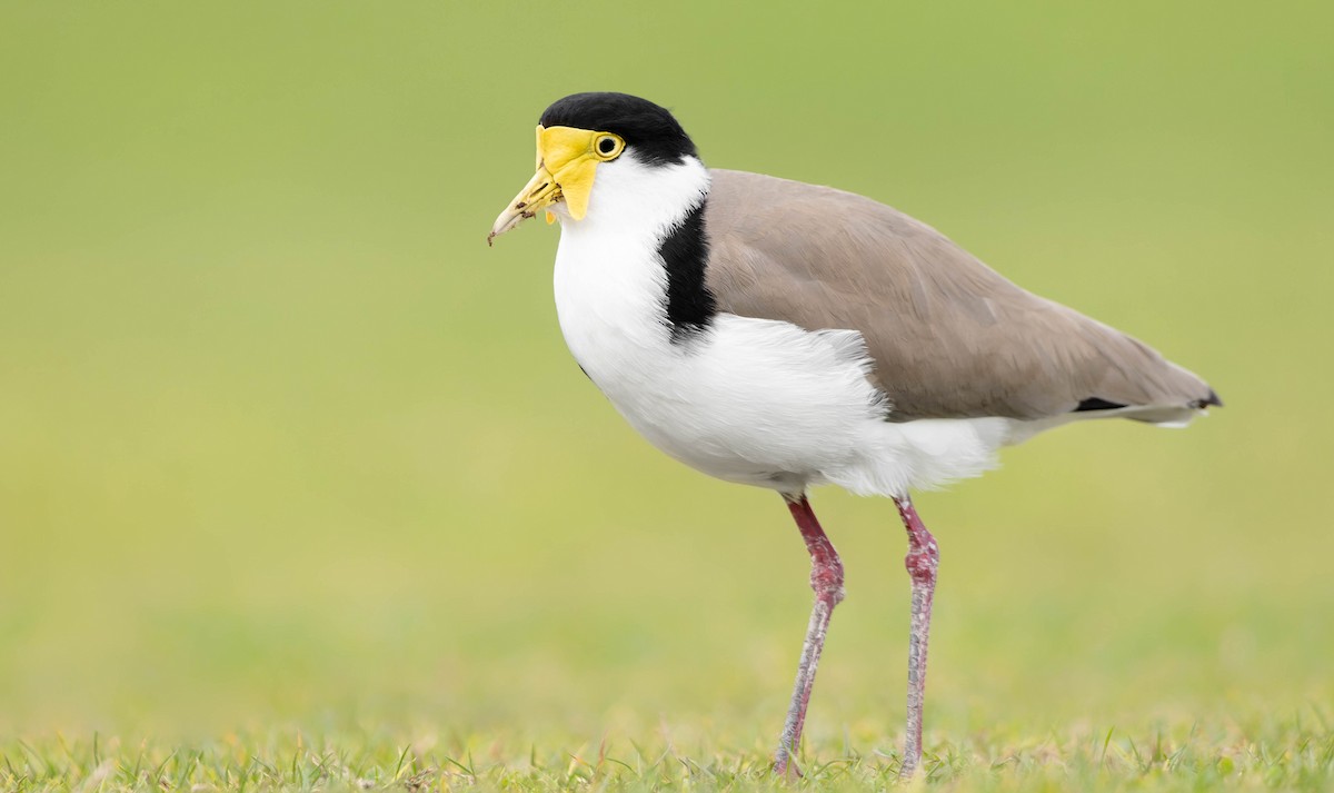 Masked Lapwing (Black-shouldered) - ML357396931