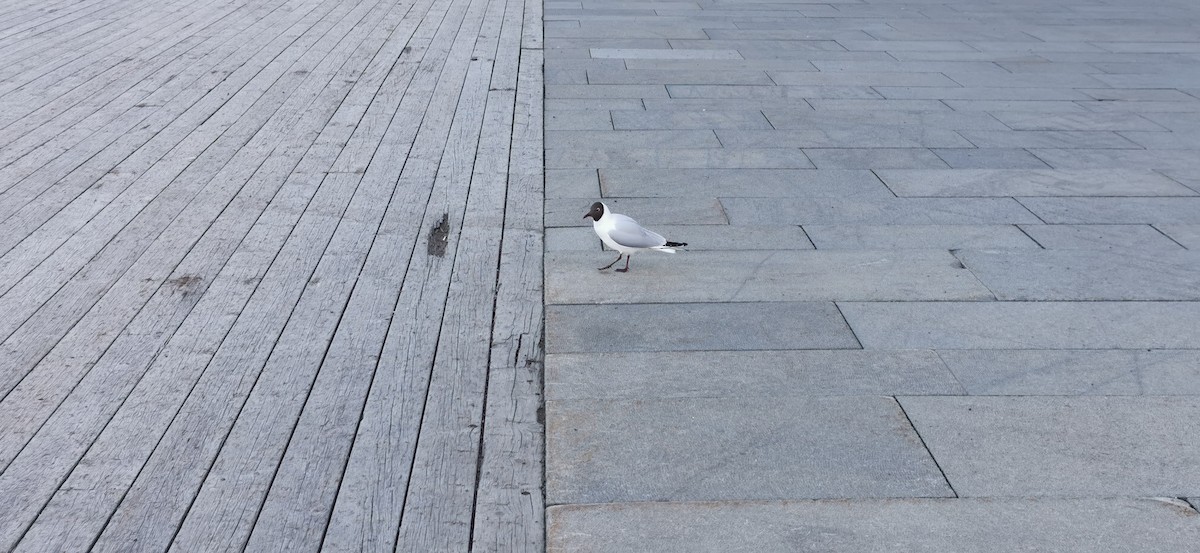 Black-headed Gull - ML357397041