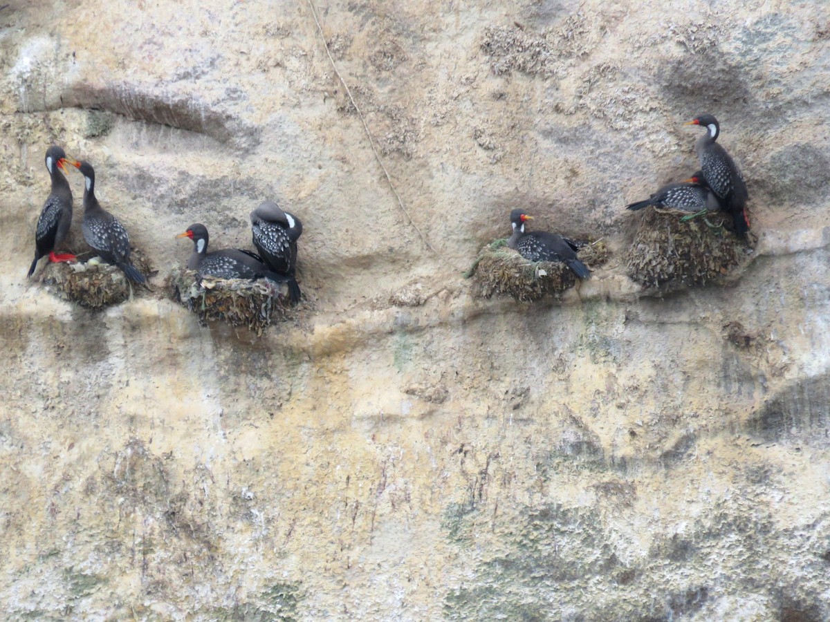 Red-legged Cormorant - ML35739711