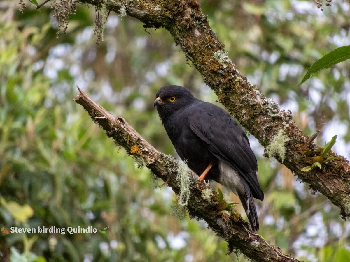 White-rumped Hawk - ML357397591