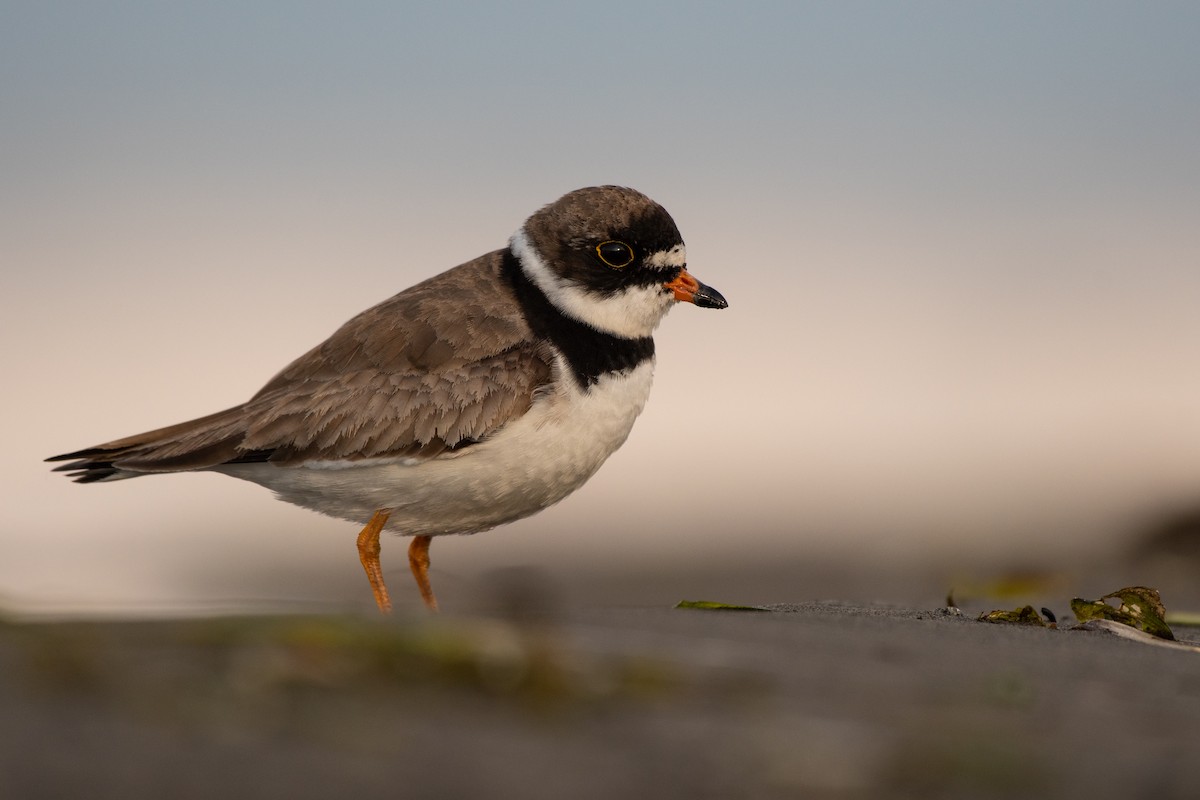 Semipalmated Plover - ML357397911