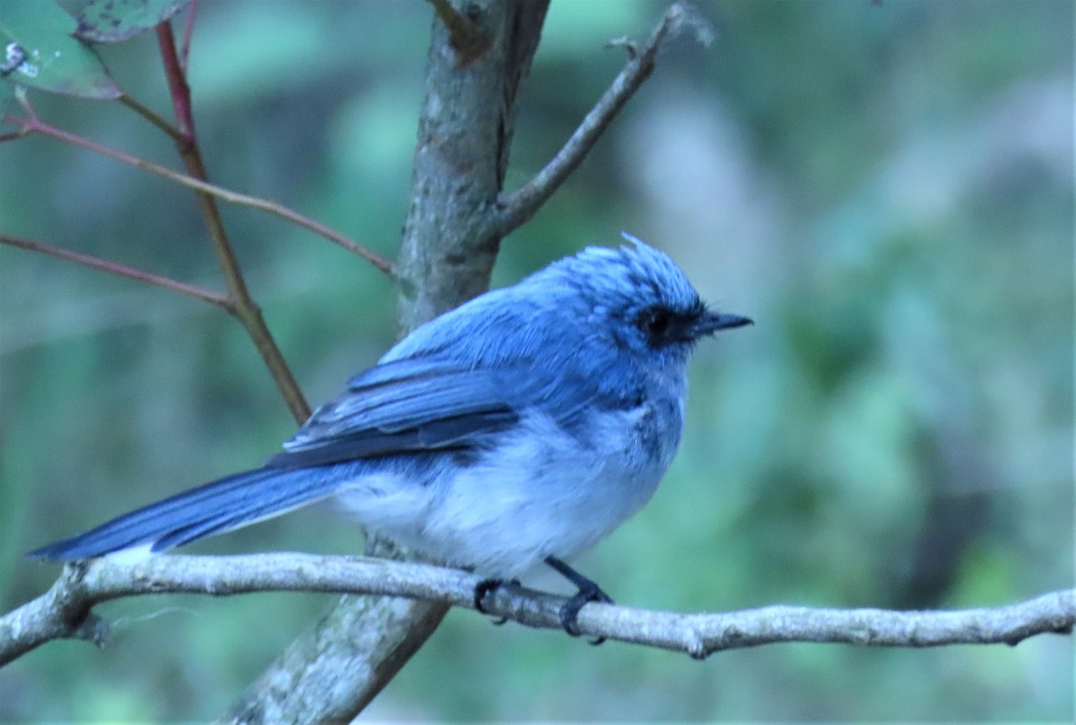 White-tailed Blue Flycatcher - Berend van Baak