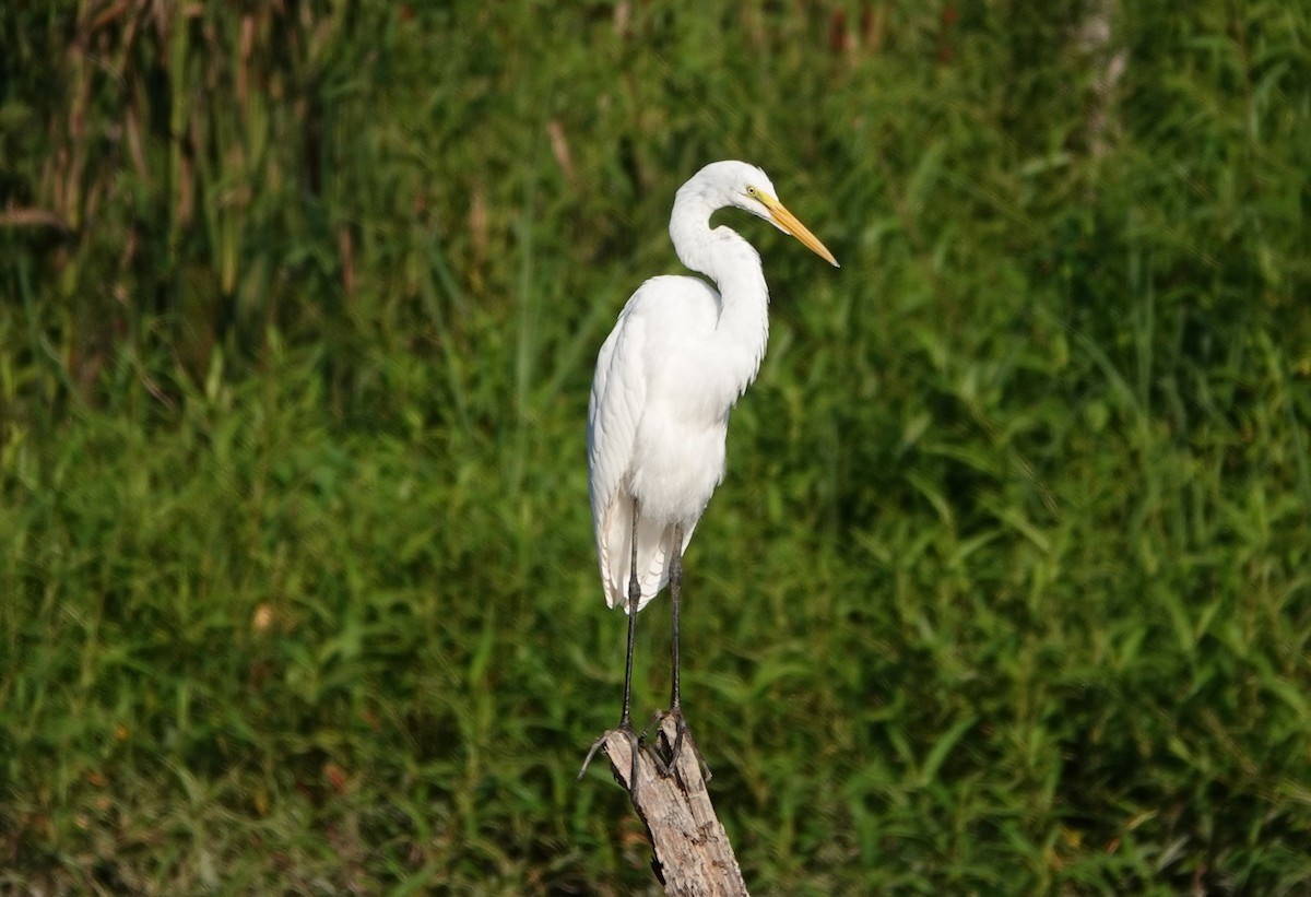 Great Egret - ML357398741