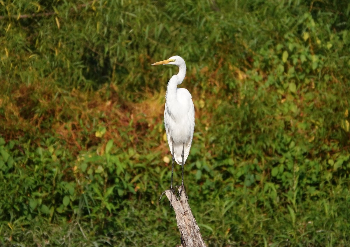 Great Egret - ML357398771