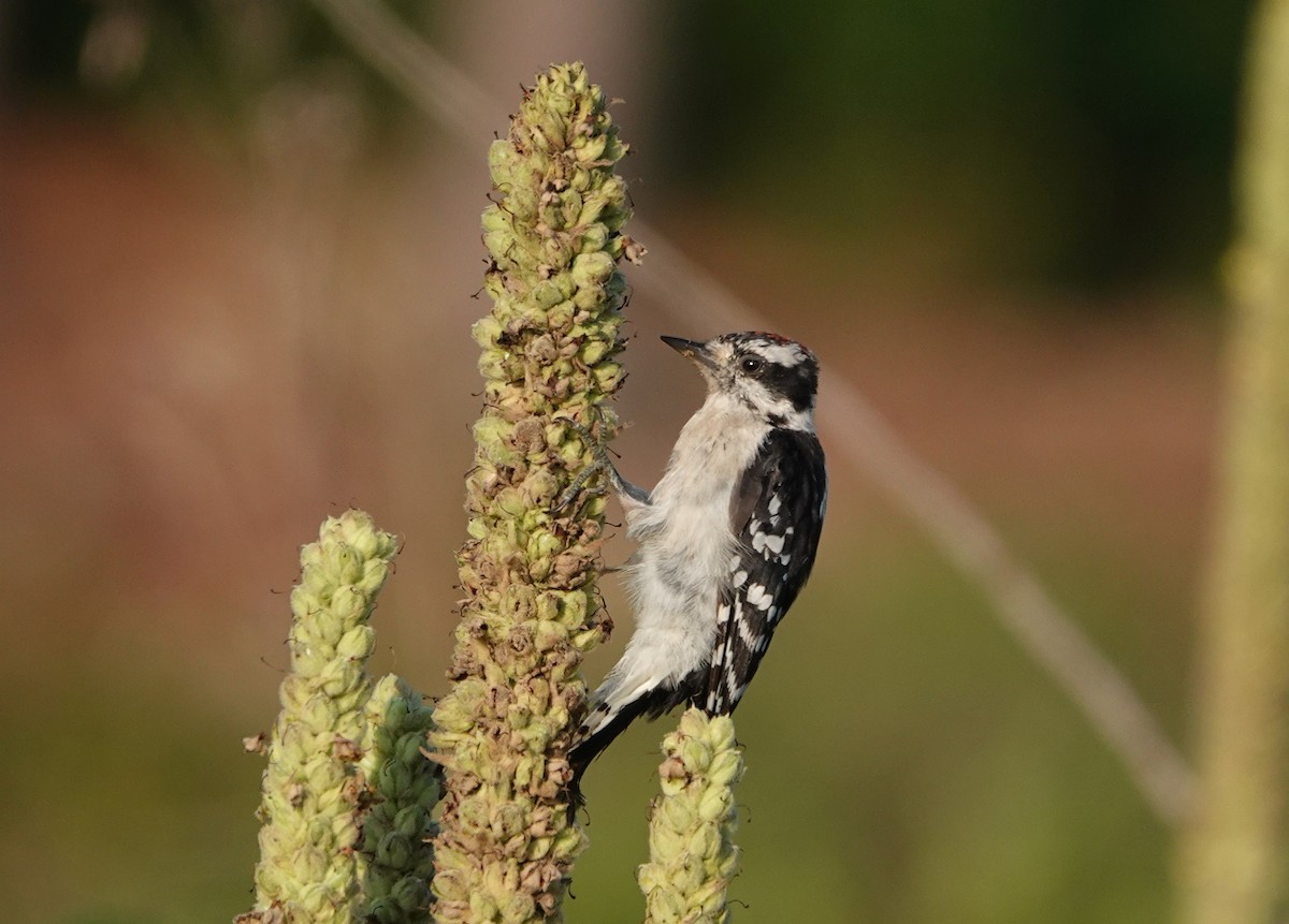 Downy Woodpecker - ML357398801