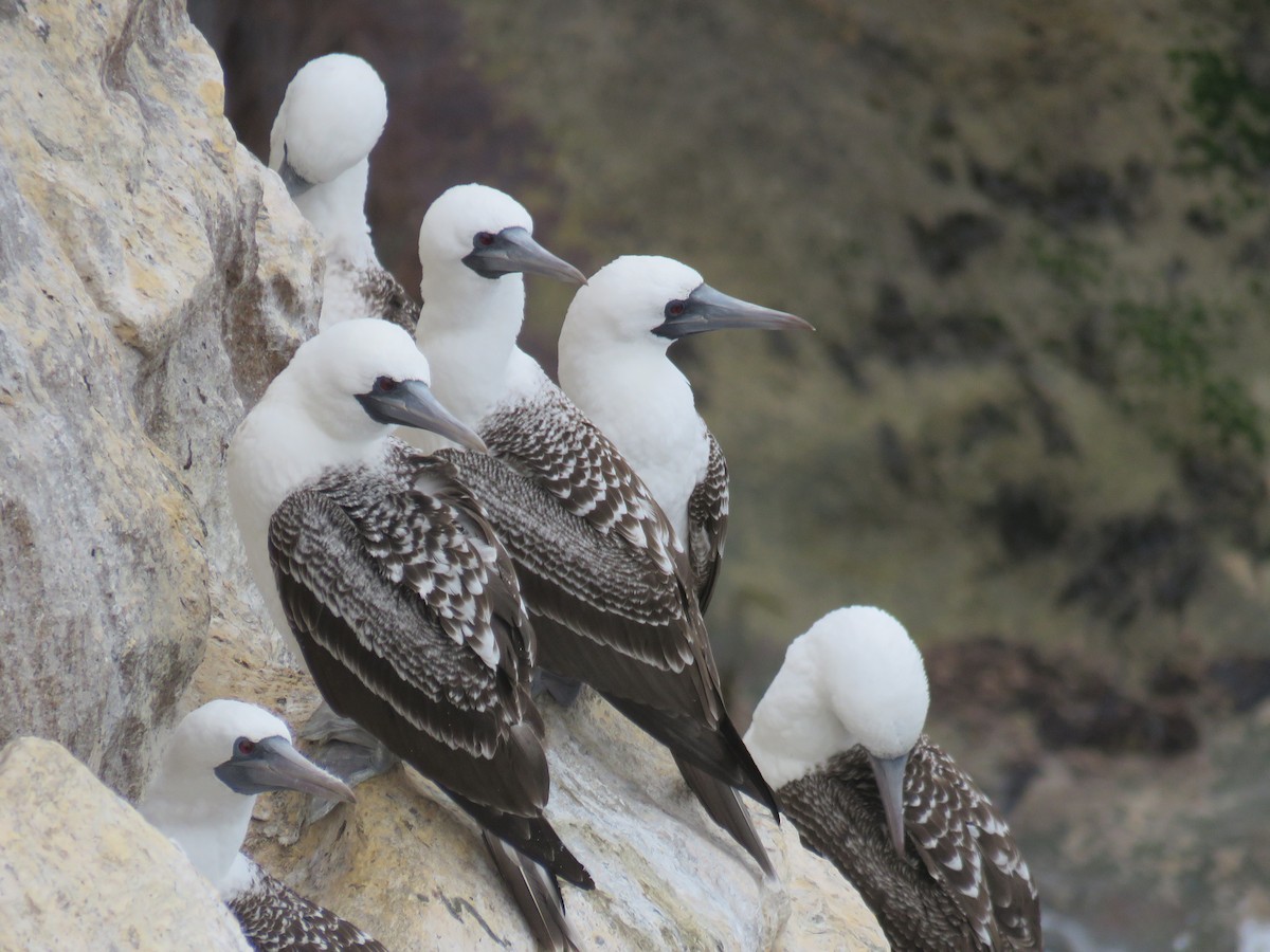 Peruvian Booby - ML35739891