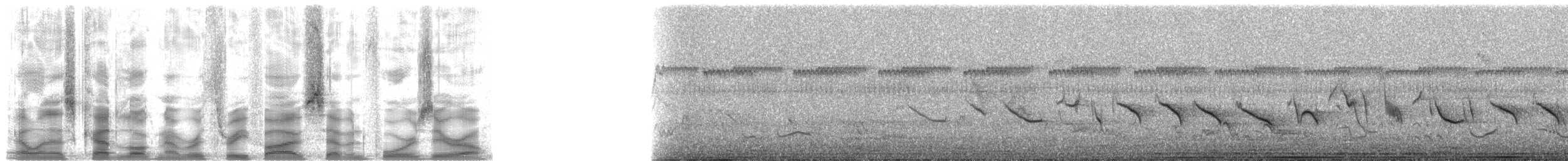 Kestane Karınlı Koca Tohumcul - ML35740