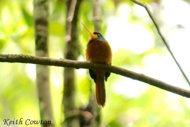 Blue-cheeked Jacamar - ML357400741