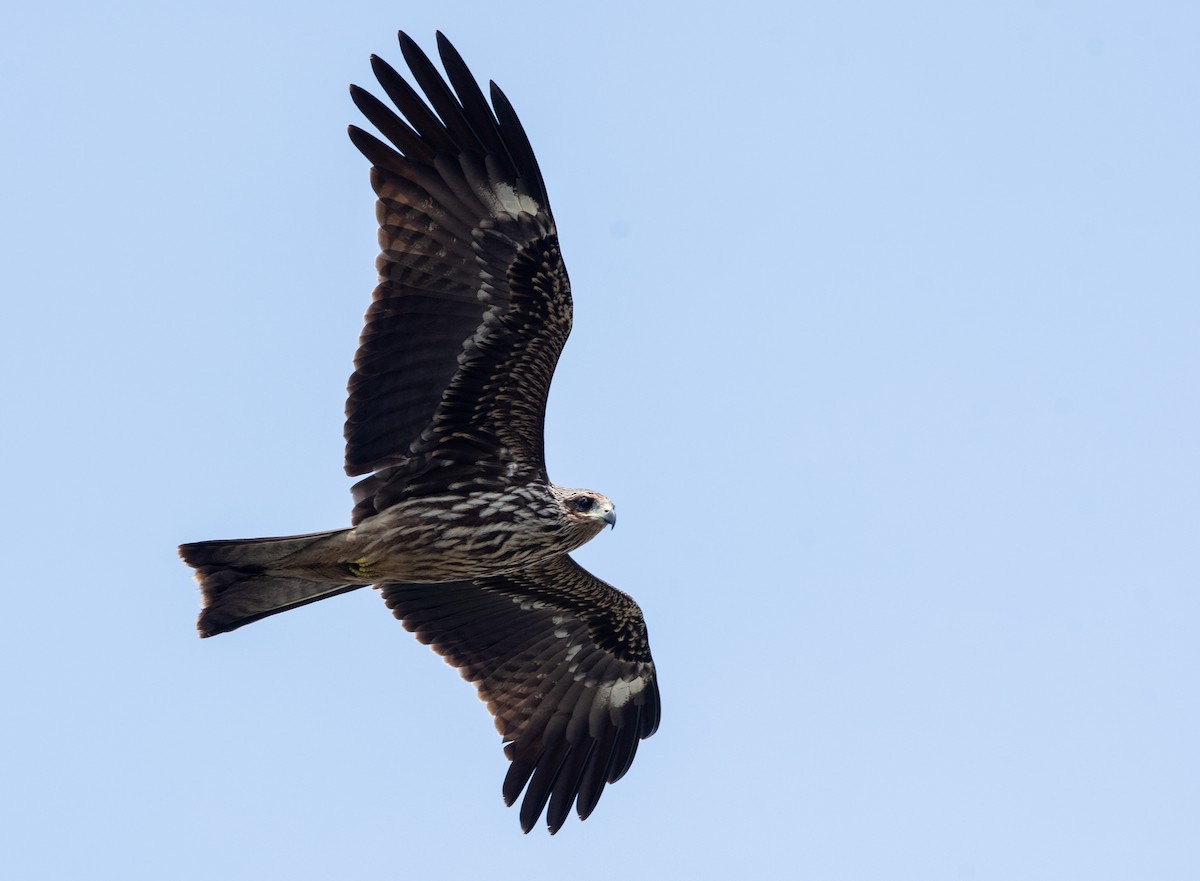 Black Kite - ML357401161