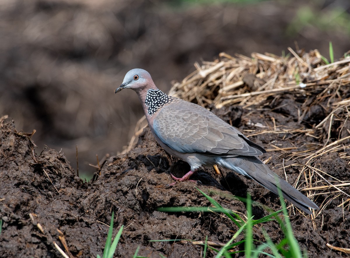 珠頸斑鳩 - ML357401241