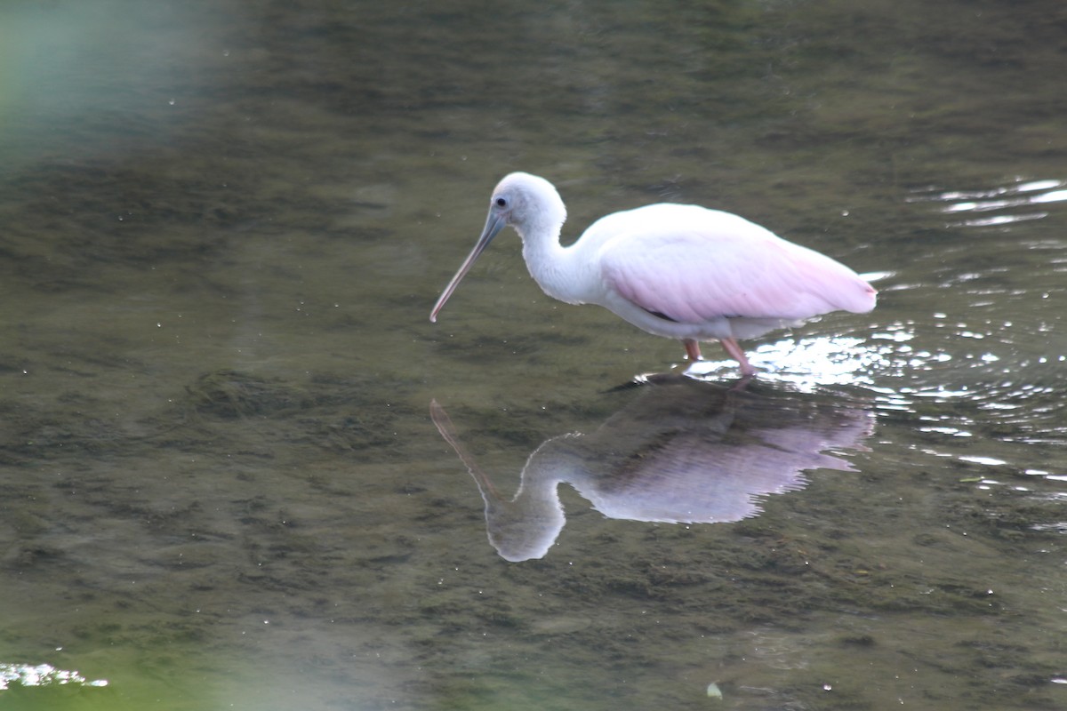 Roseate Spoonbill - Jessica Prockup