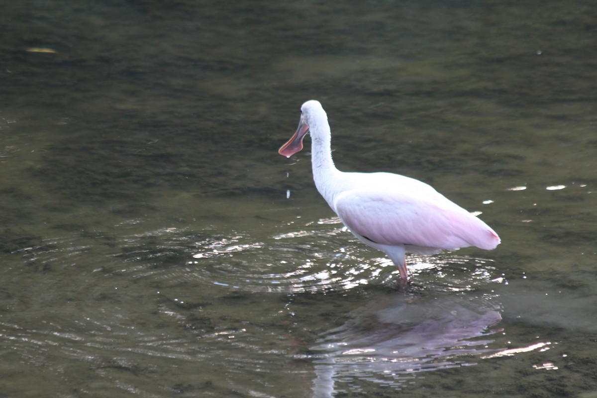 Roseate Spoonbill - ML357401281