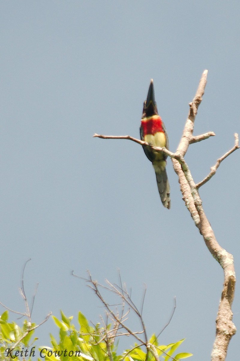 Red-necked Aracari - Keith Cowton