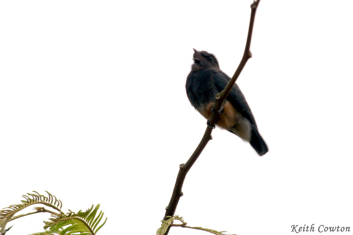 Swallow-winged Puffbird - Keith Cowton