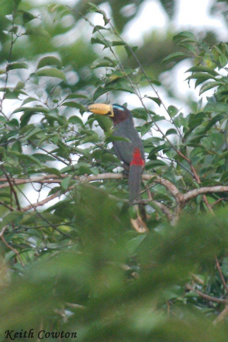 Lettered Aracari - ML357401941