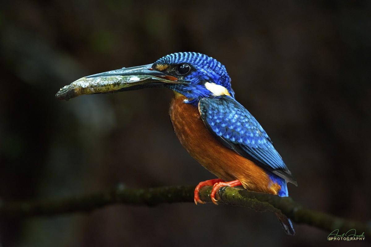 Blue-eared Kingfisher - ML357402621