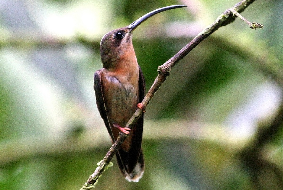 kolibřík bronzový - ML35740341