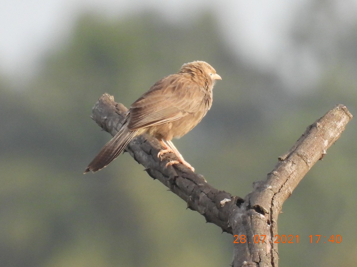 Yellow-billed Babbler - Sudip Simha