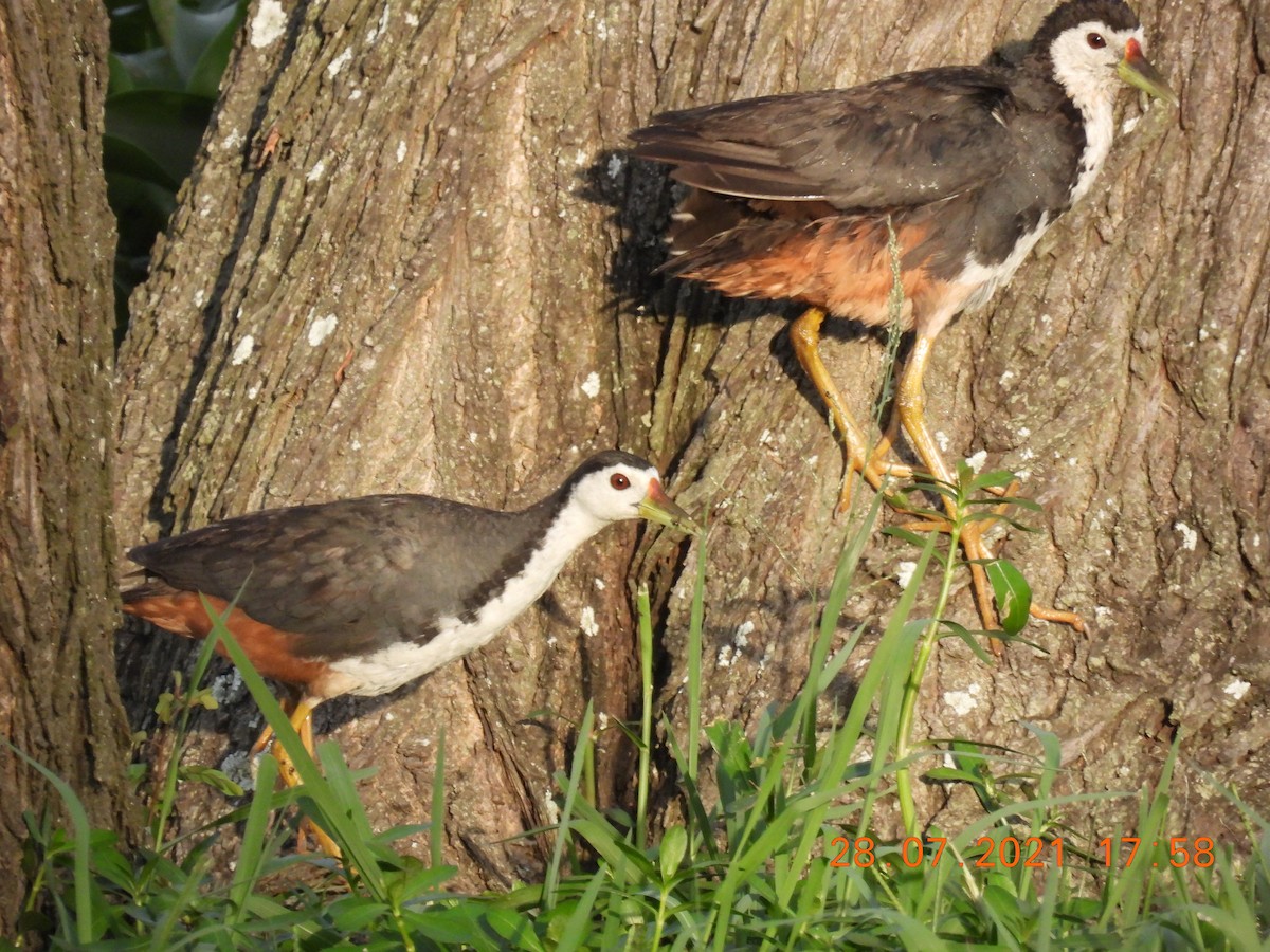 White-breasted Waterhen - ML357404261