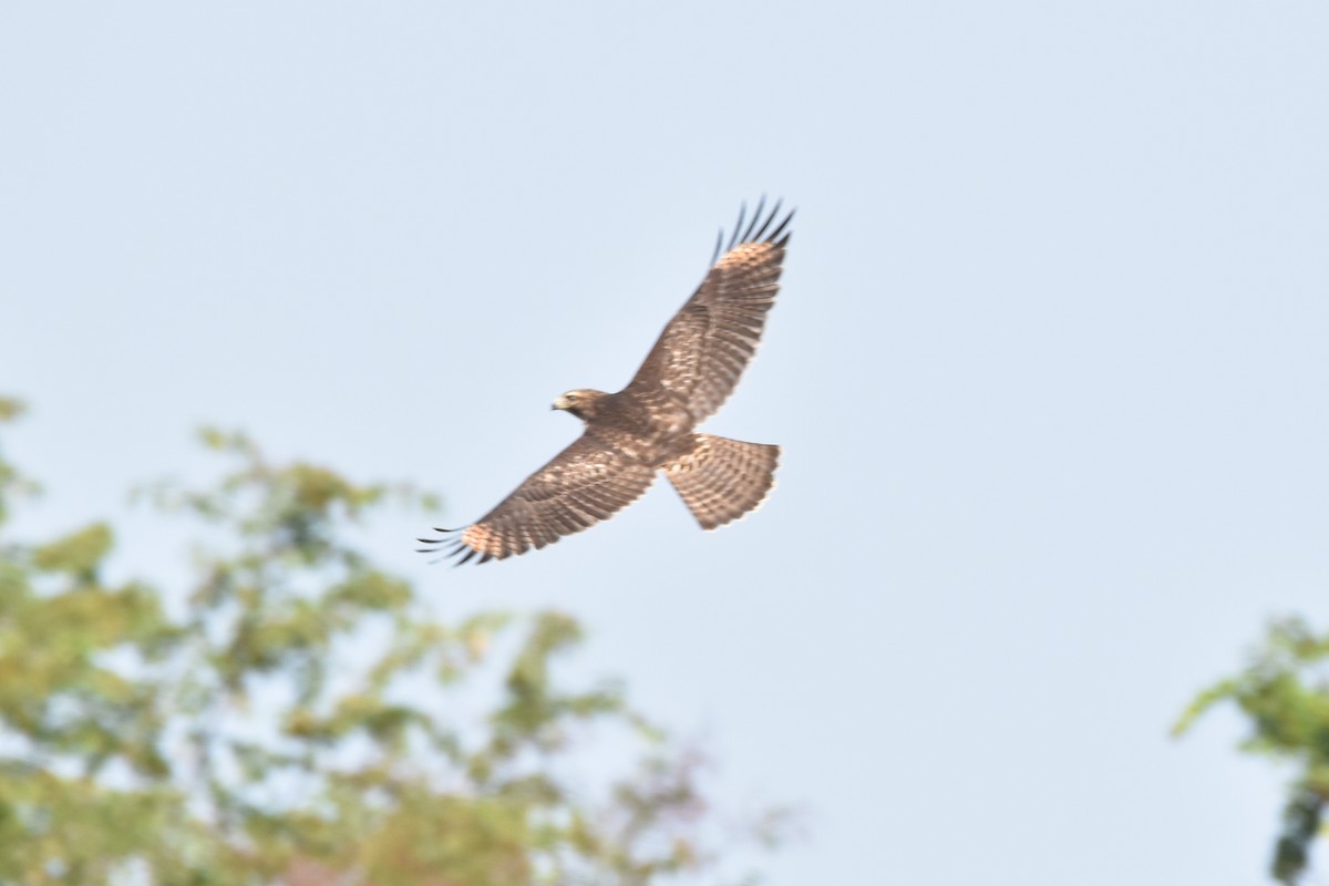 Red-shouldered Hawk - ML357404281