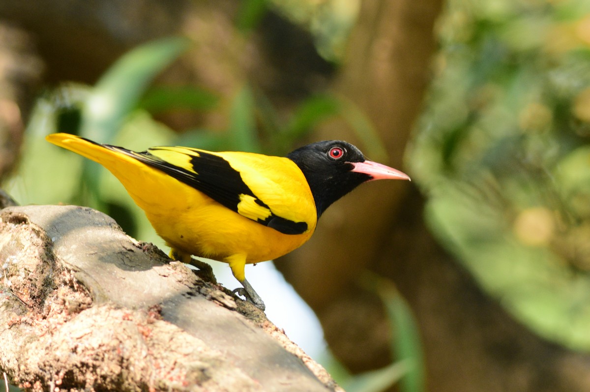 Black-hooded Oriole - ML357404341