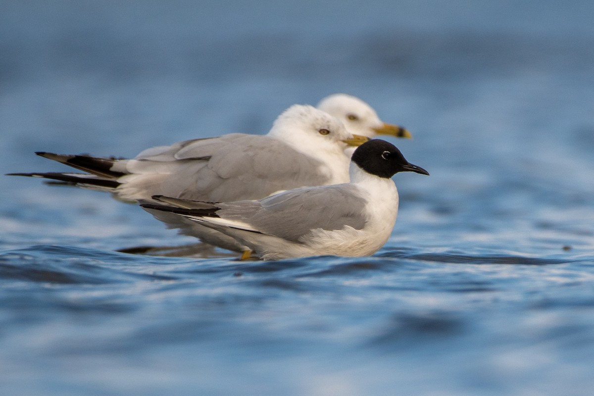 Mouette de Bonaparte - ML357404371