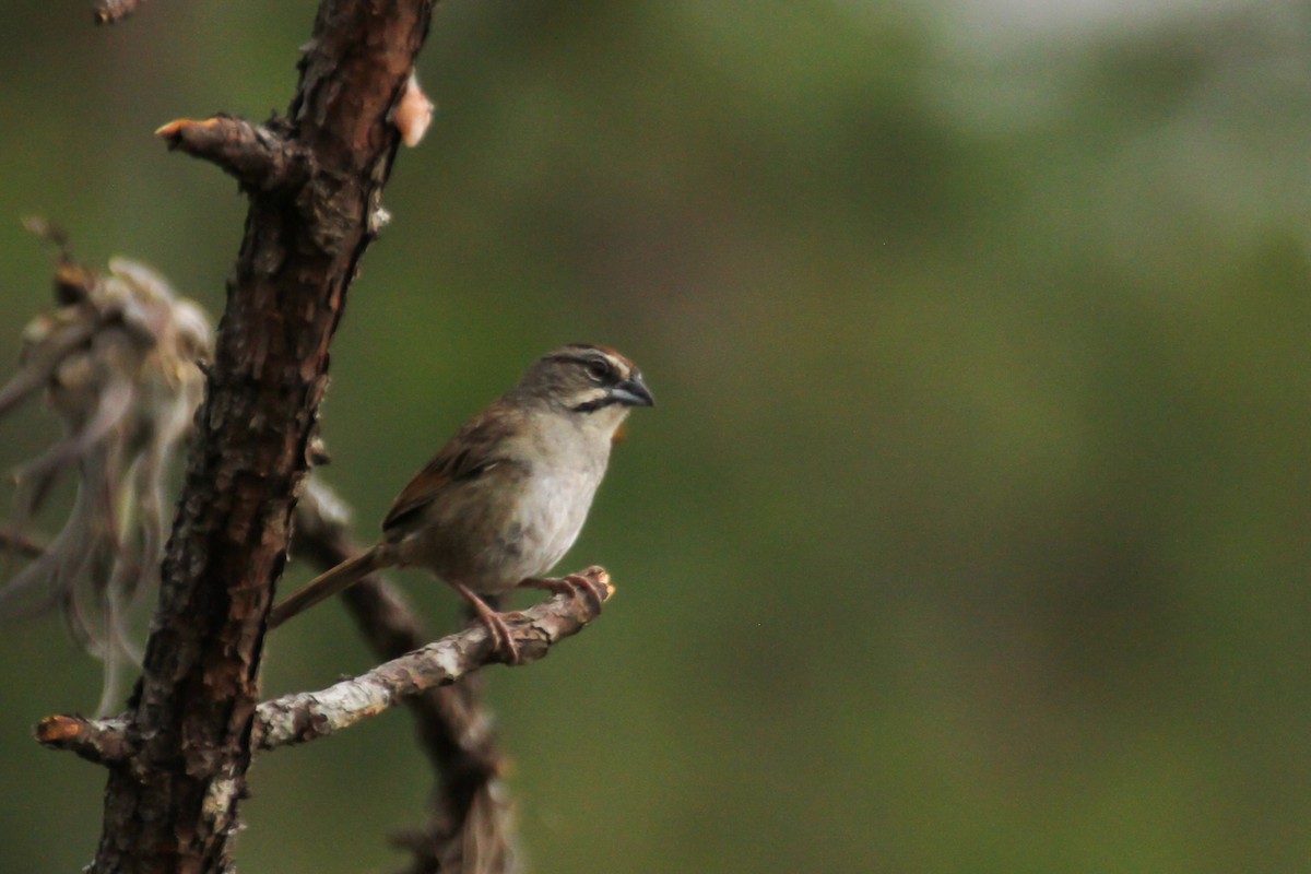 Rusty Sparrow - ML35740481