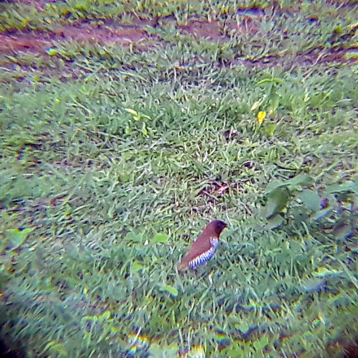 Scaly-breasted Munia - ML357405271