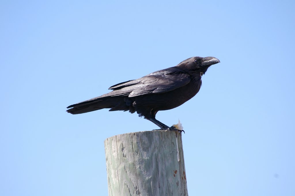 Chihuahuan Raven - ML357405921