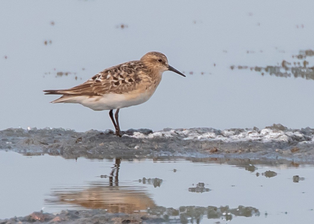 Baird's Sandpiper - ML357406151