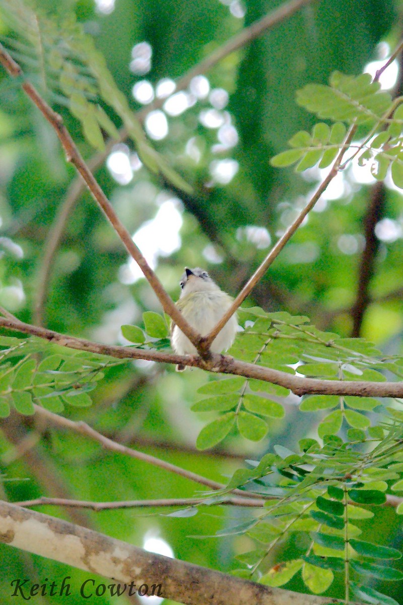 Short-tailed Pygmy-Tyrant - ML357406881