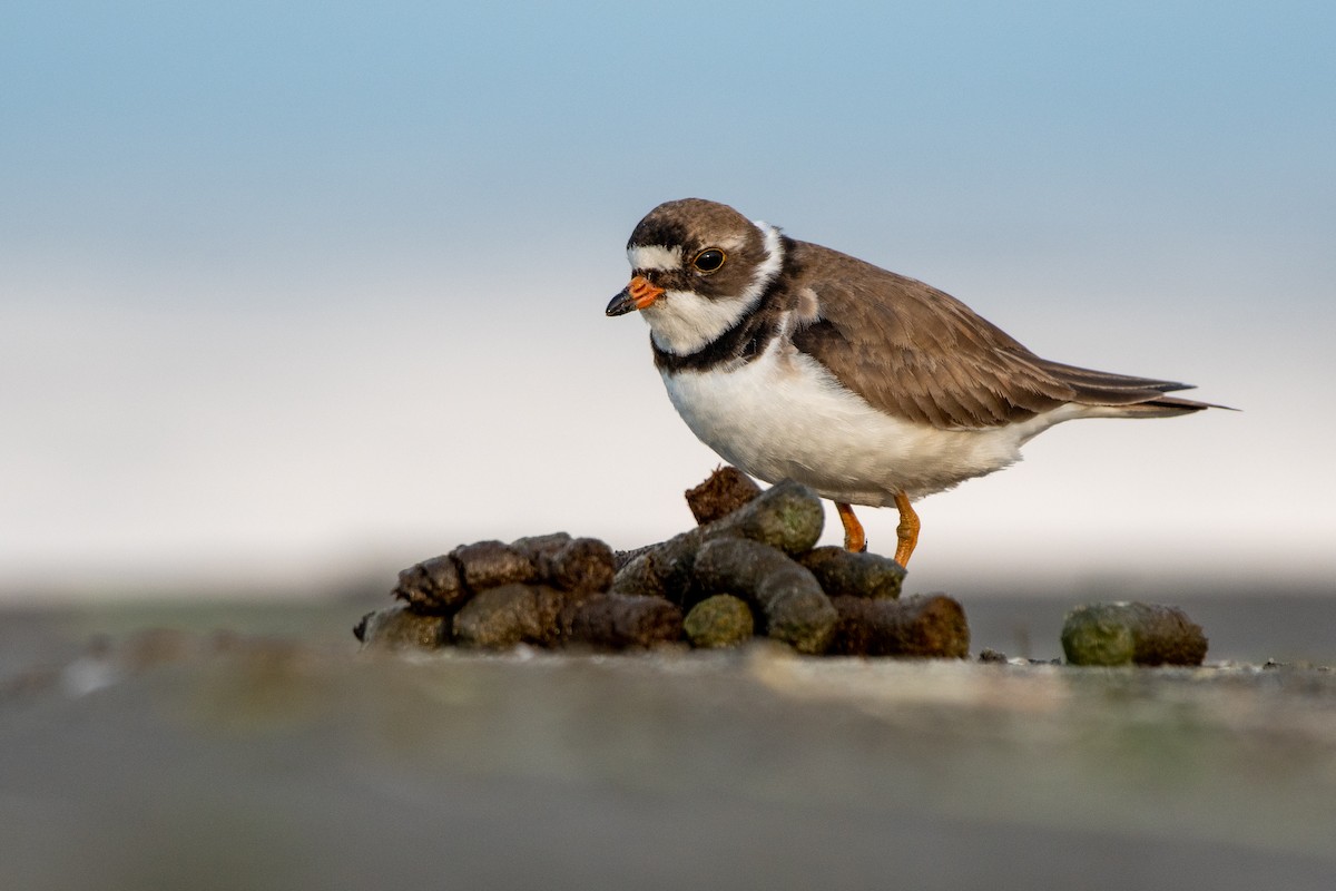 Semipalmated Plover - ML357409401
