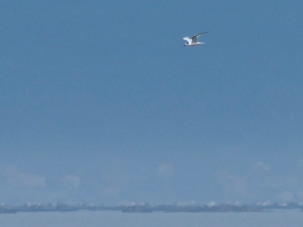 Sandwich Tern - ML357411691