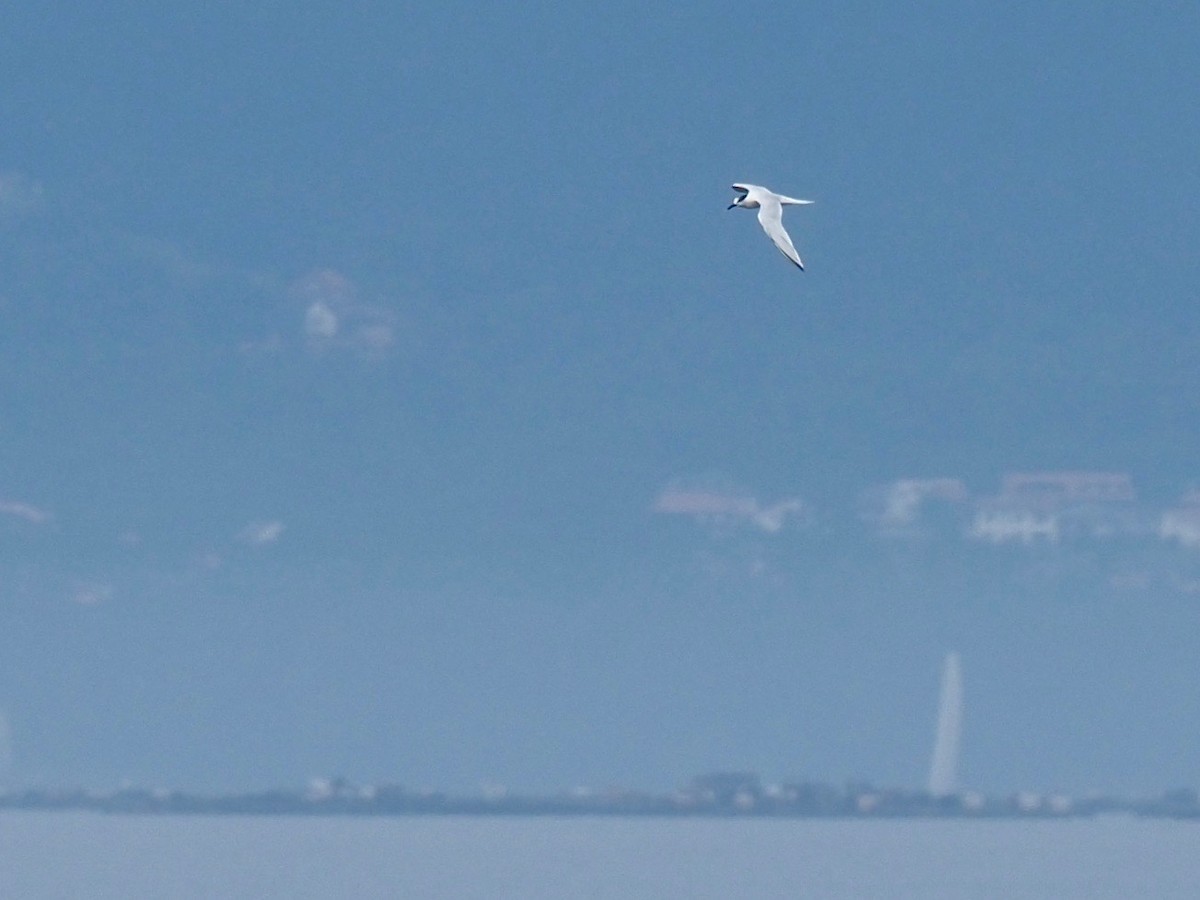 Sandwich Tern - ML357411711