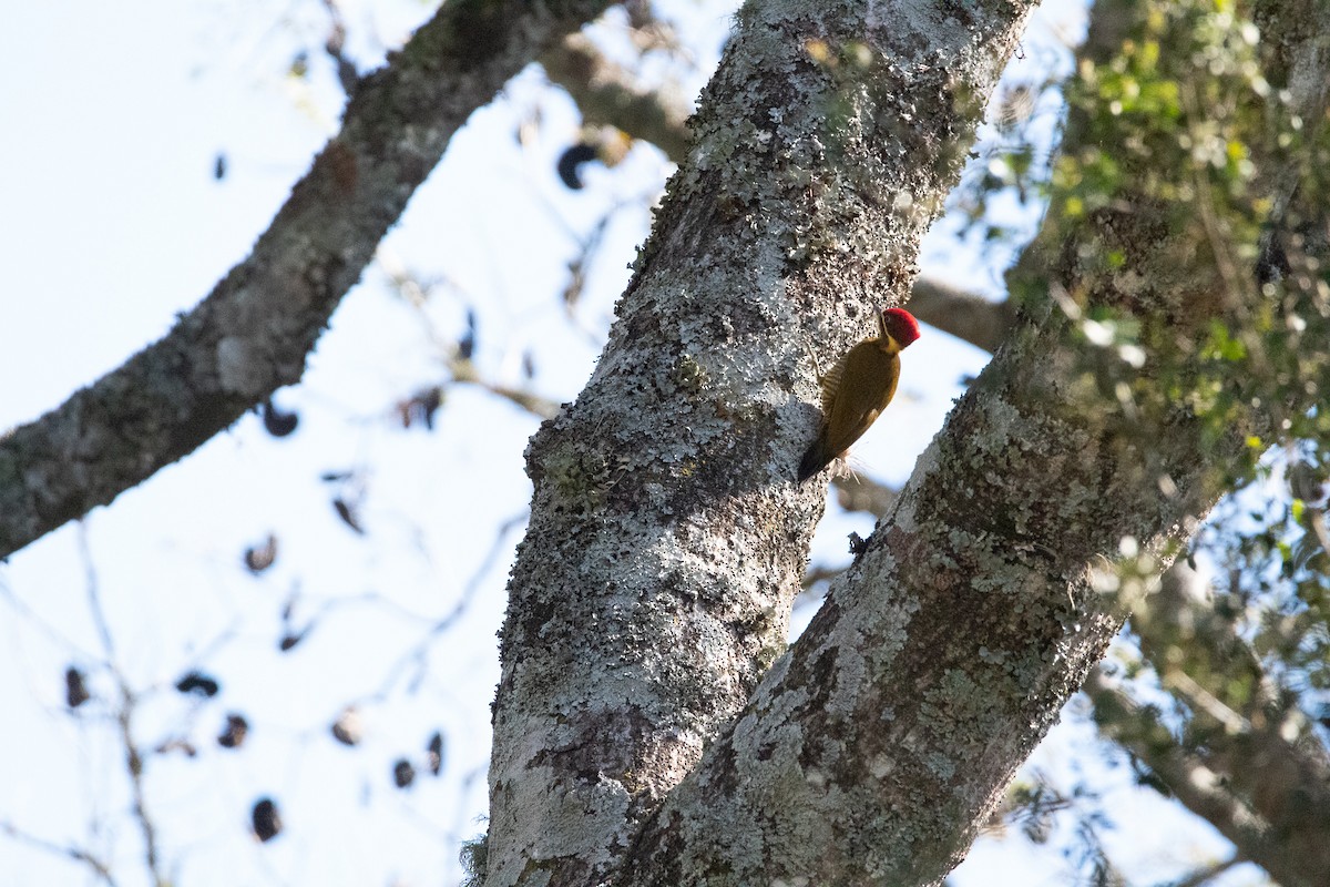 Golden-green Woodpecker - ML357411911