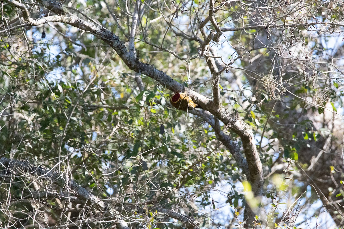 Golden-green Woodpecker - ML357411941