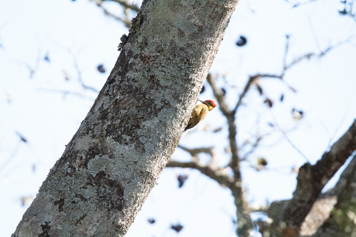 Golden-green Woodpecker - ML357411981