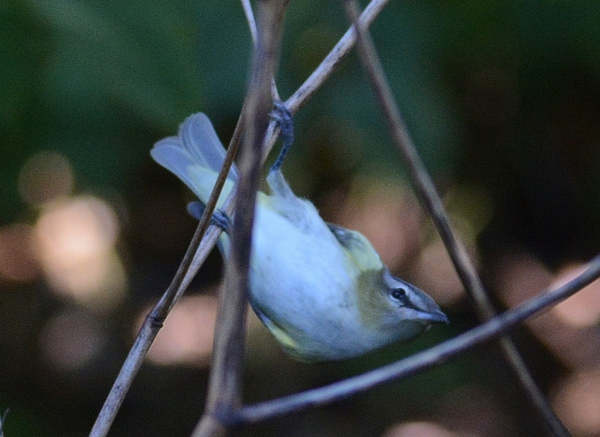 Red-eyed Vireo - Jim Macaluso