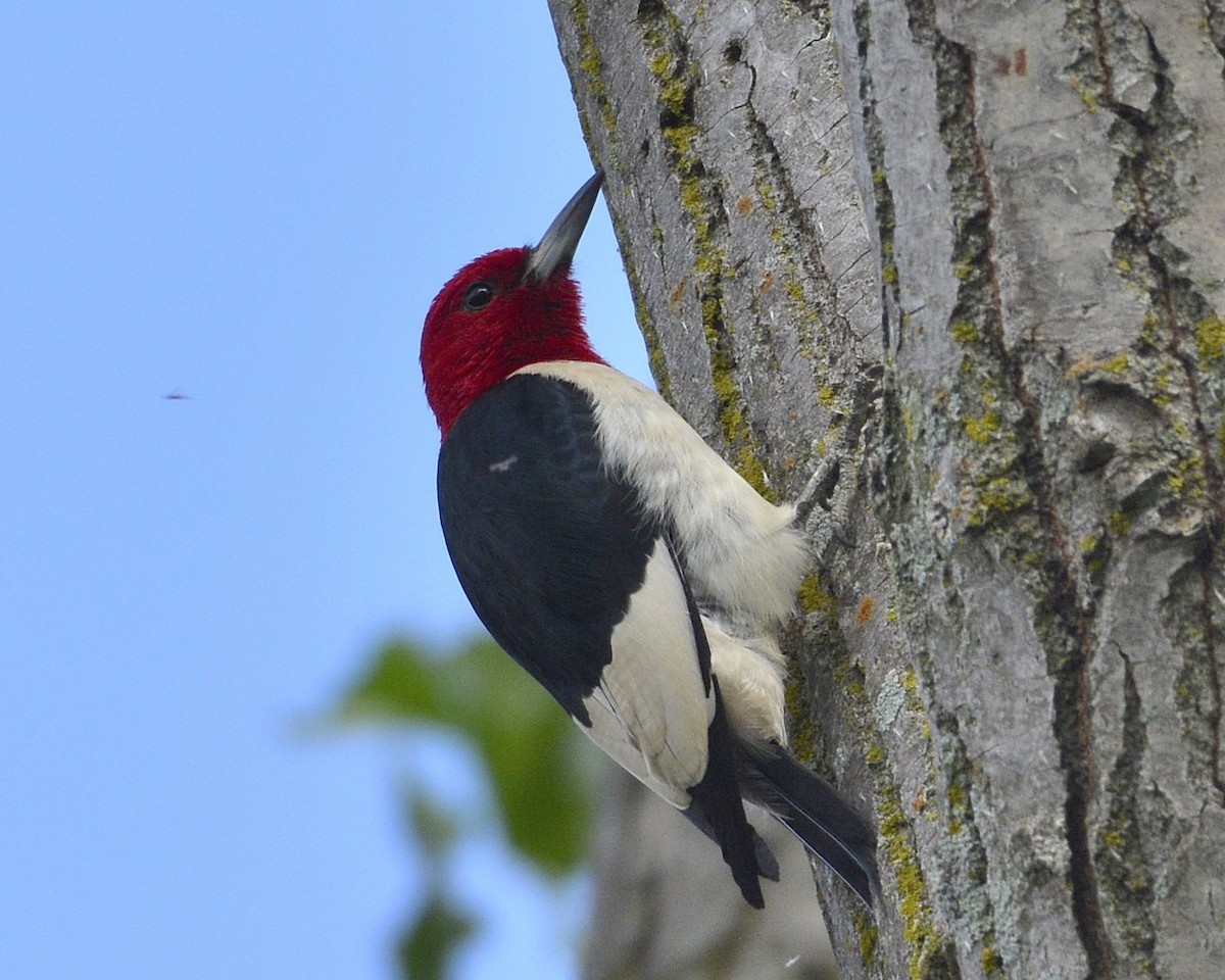 Red-headed Woodpecker - David Kennedy